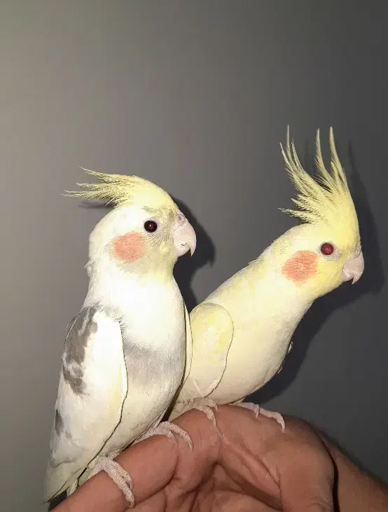 عروس هلندی لوتینو بالغ|پرنده|لاهیجان, امیرشهید|دیوار