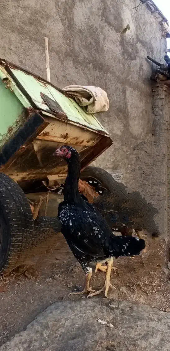 خروس ومرغ لاری اصل|حیوانات مزرعه|سمیرم, |دیوار