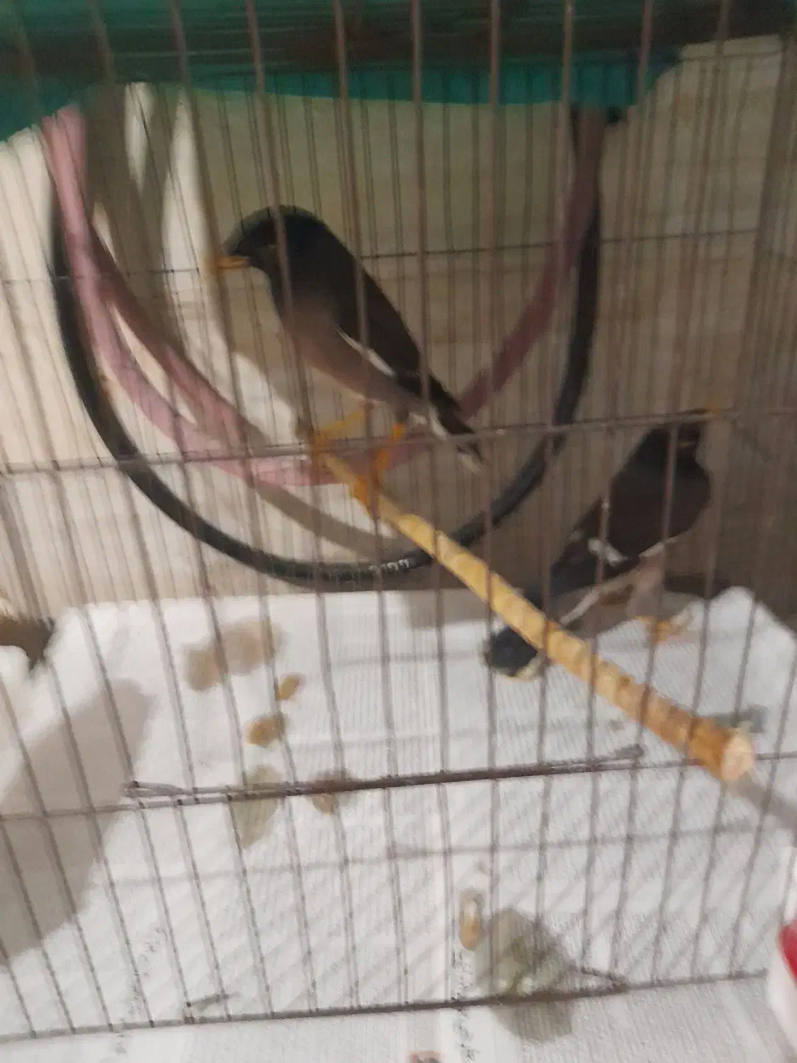 خوشگل مینا|پرنده|رشت, معلولین|دیوار