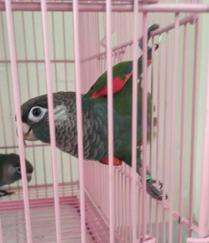 گرینچیک|پرنده|خمینیشهر, |دیوار