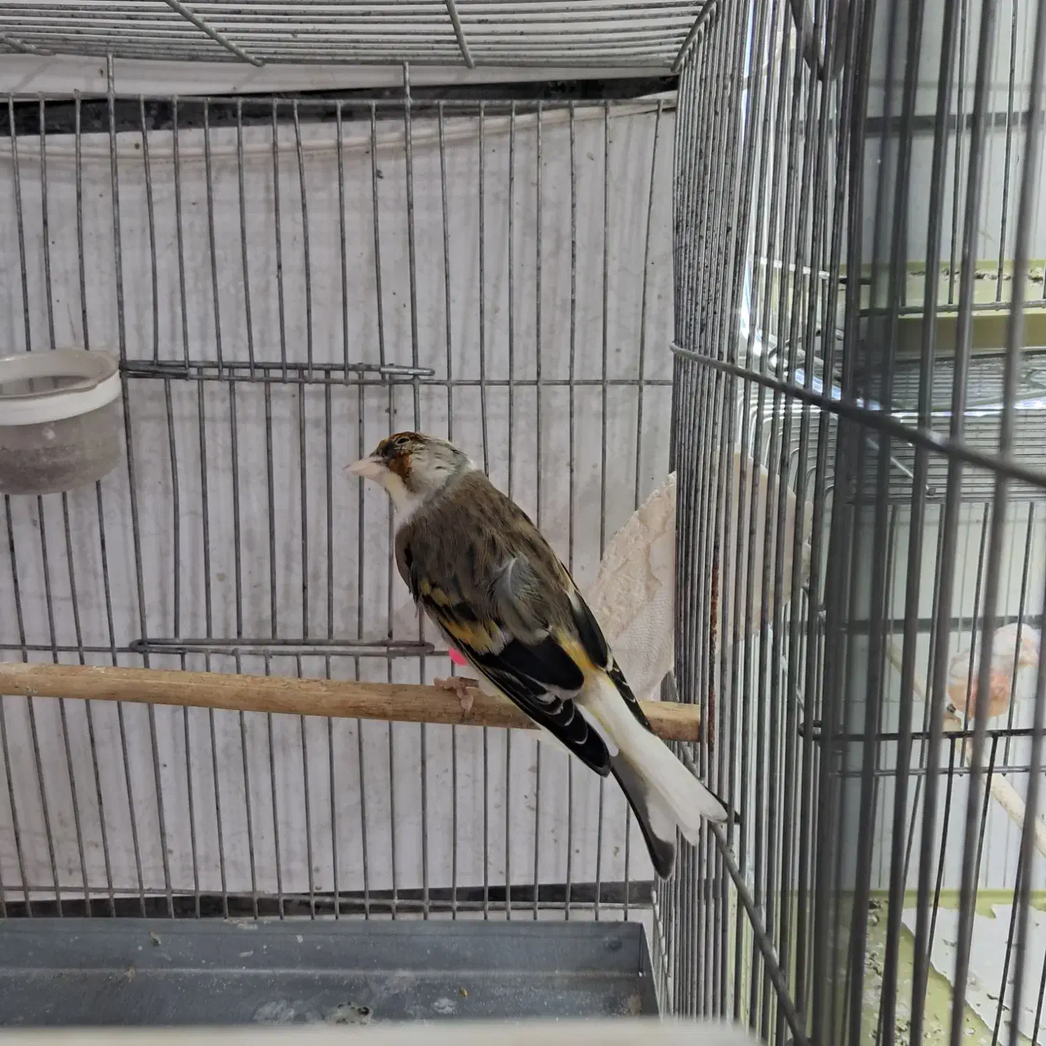 ۲عدد سهره قناری چونه سفید|پرنده|قزوین, |دیوار