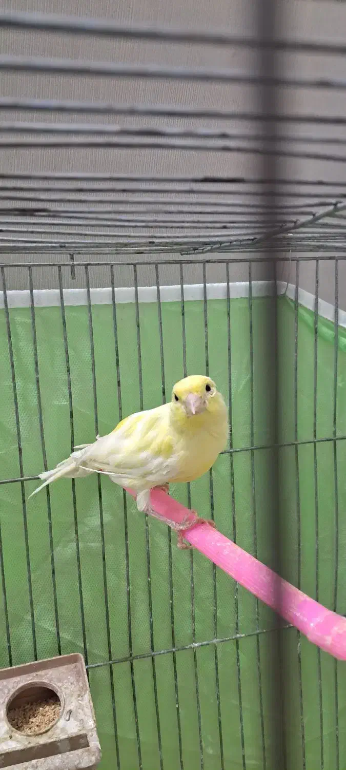 قناری ماده رنگ روشن|پرنده|شهرکرد, |دیوار