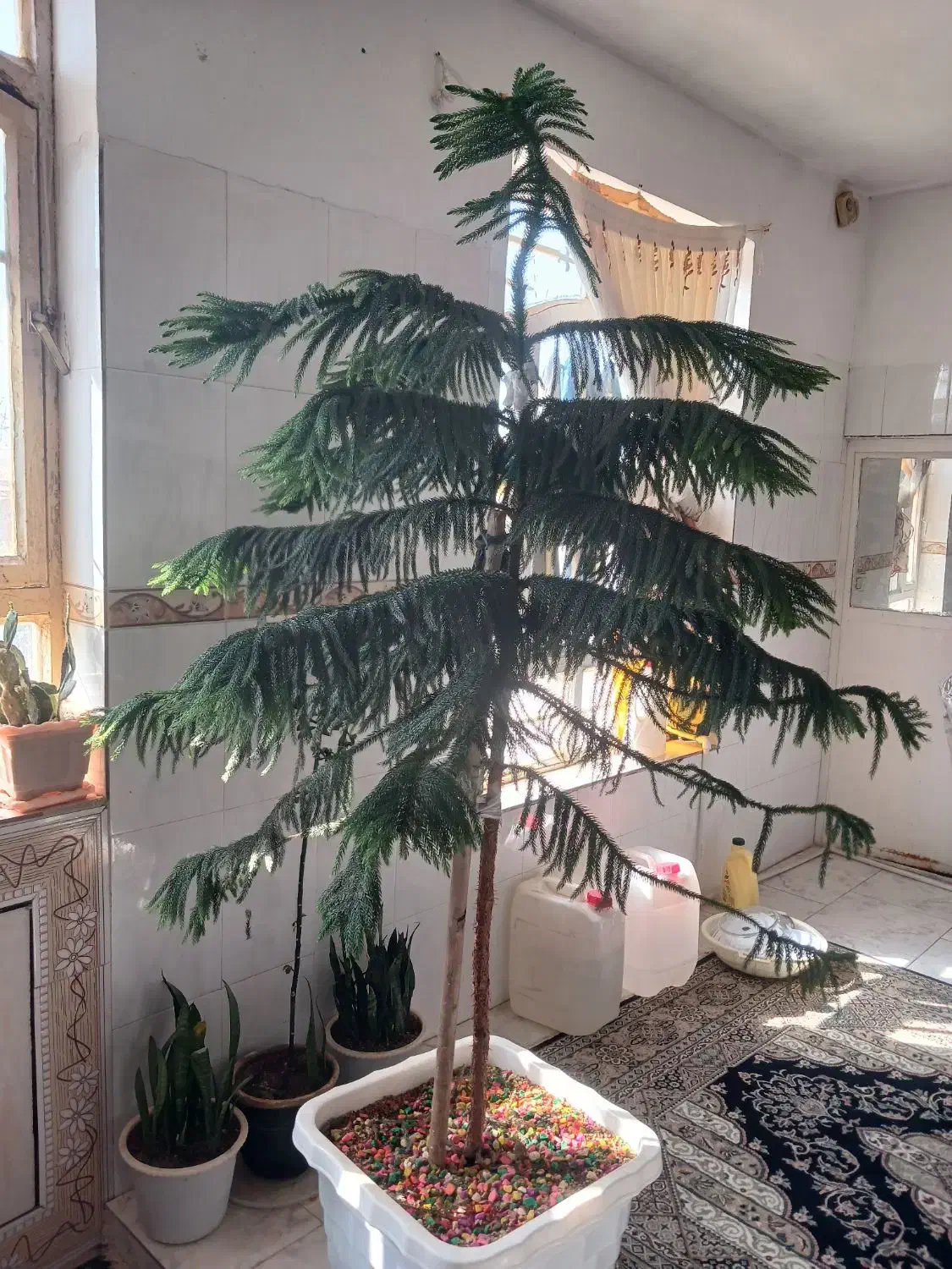 کاج مطبق|گل و گیاه طبیعی|قائن, |دیوار