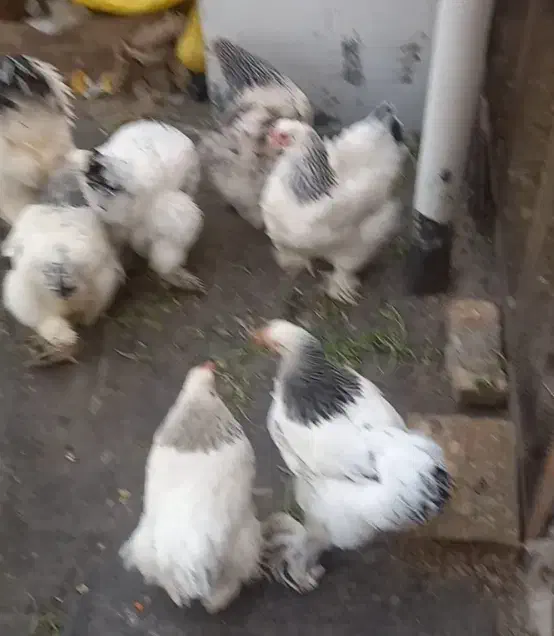 تخم مرغ برهما|حیوانات مزرعه|تهران, استقلال|دیوار