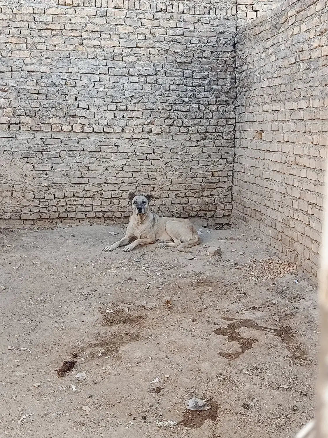 واگذاری ماده سرابی|سگ|اراک, |دیوار