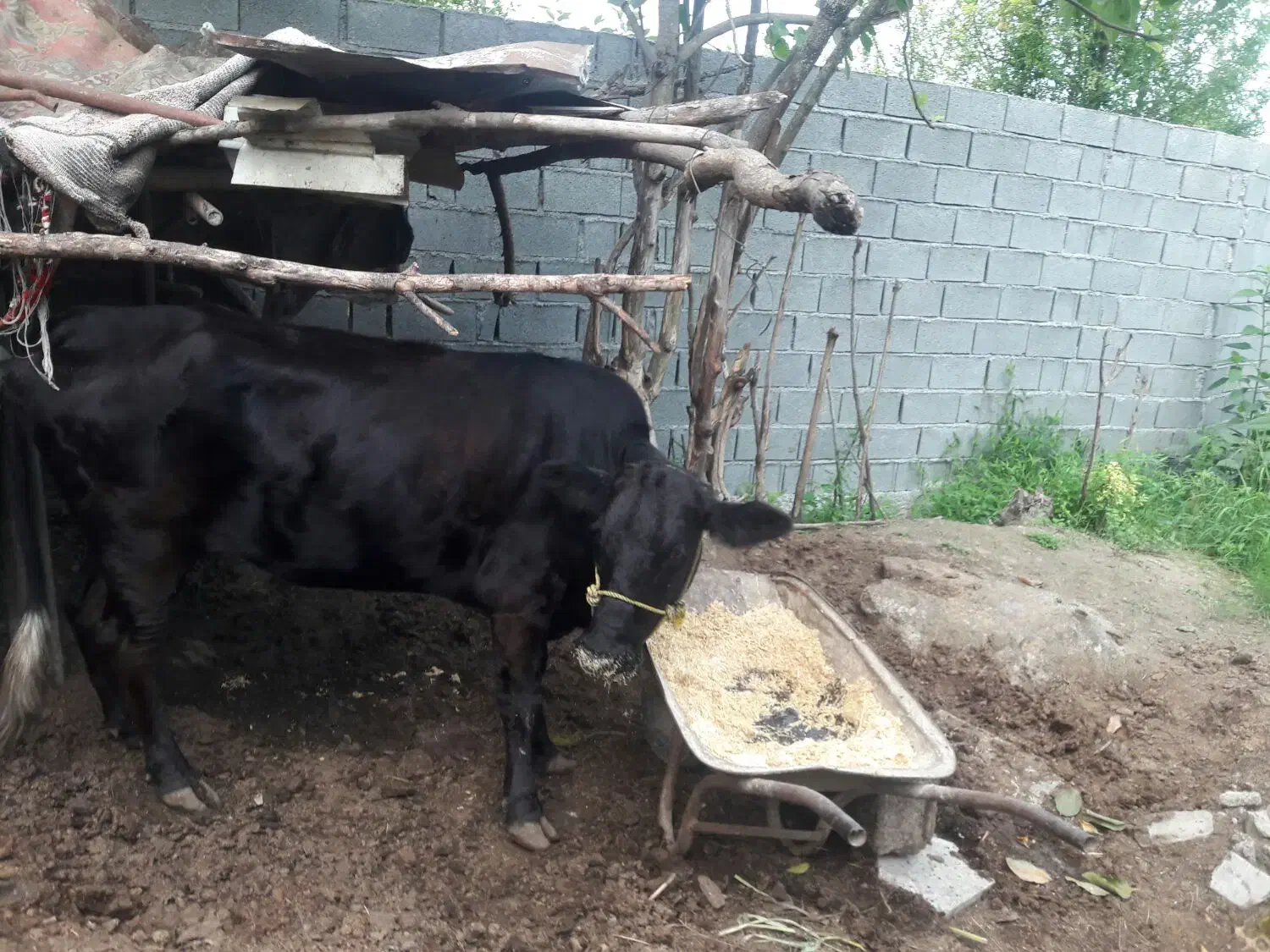 گاومحلی به همرا گوساله دورگ|حیوانات مزرعه|تنکابن, |دیوار