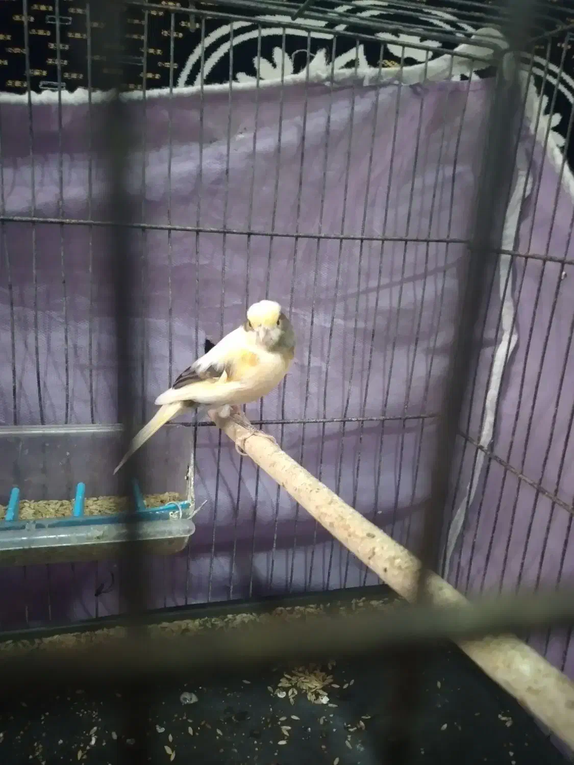 قناری|پرنده|خرمدره, |دیوار