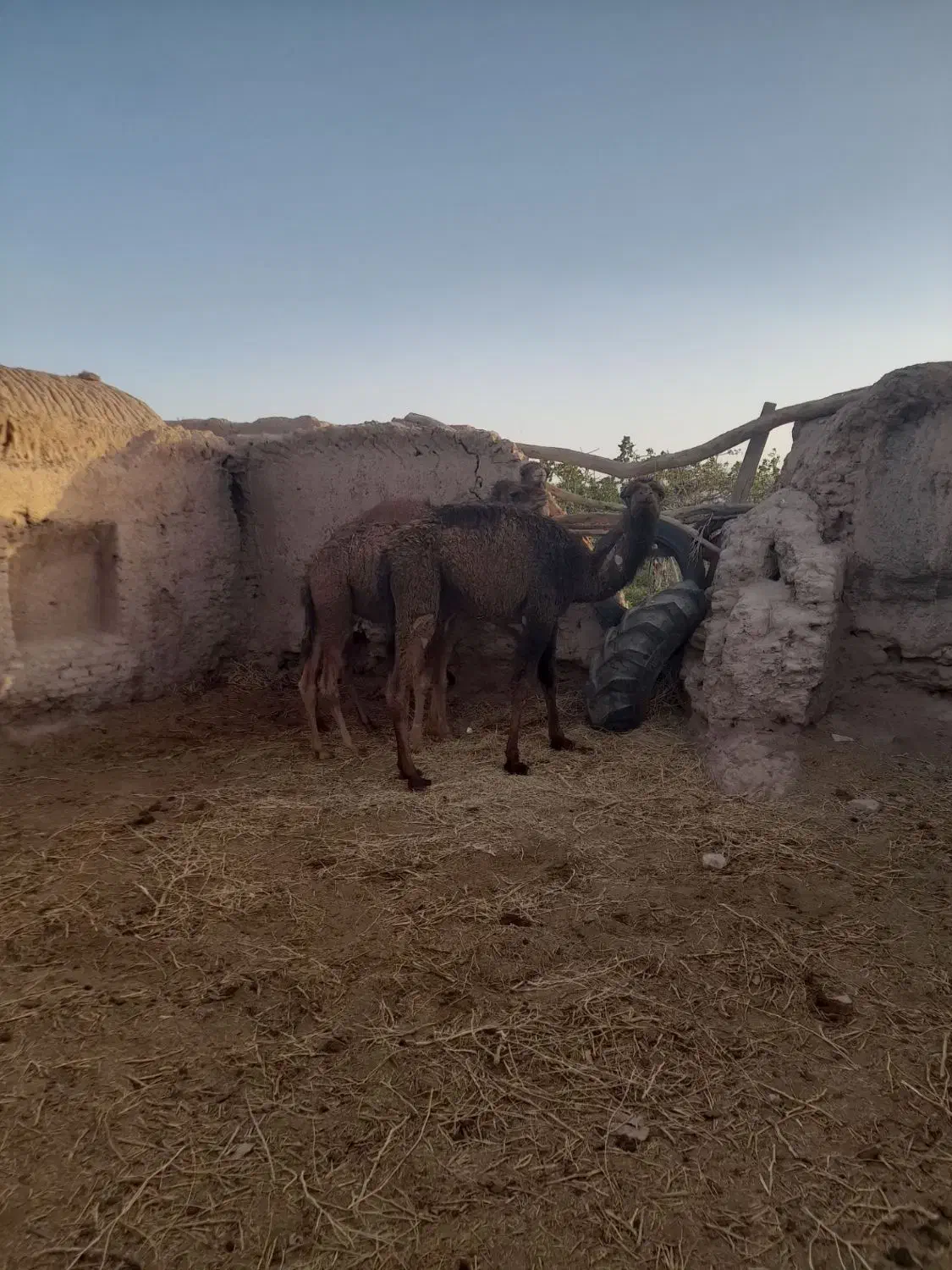 شتر|حیوانات مزرعه|راور, |دیوار