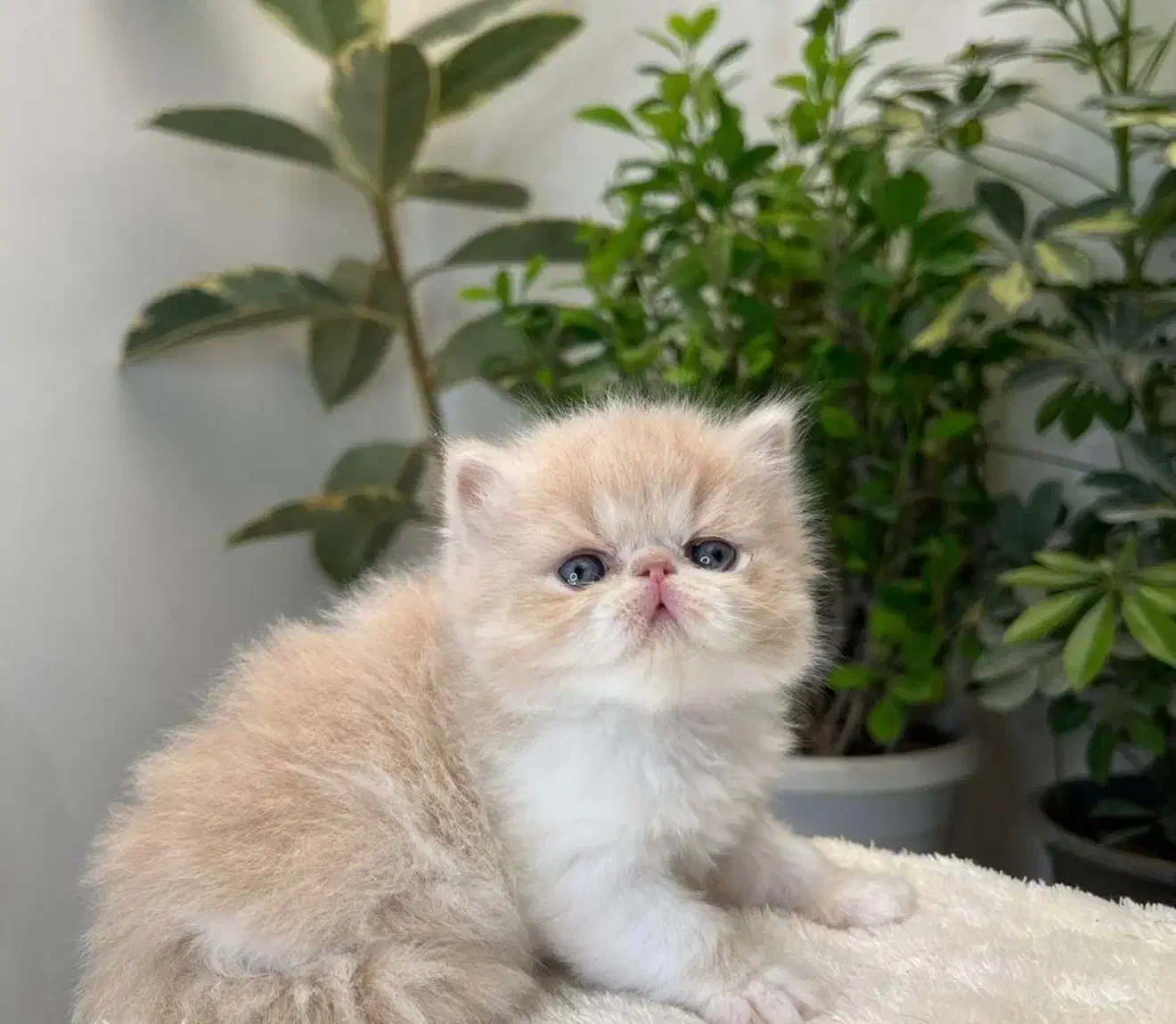 گربه|گربه|کرمانشاه, |دیوار