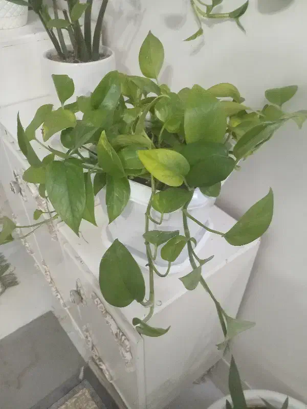 گل پتوس|گل و گیاه طبیعی|تربت‌حیدریه, منظر|دیوار