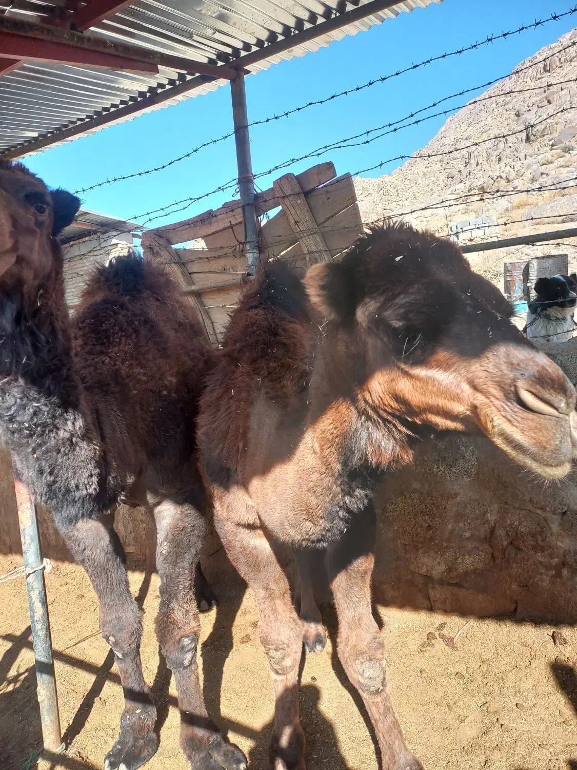 هاشیه شتر|حیوانات مزرعه|نیر (یزد), |دیوار