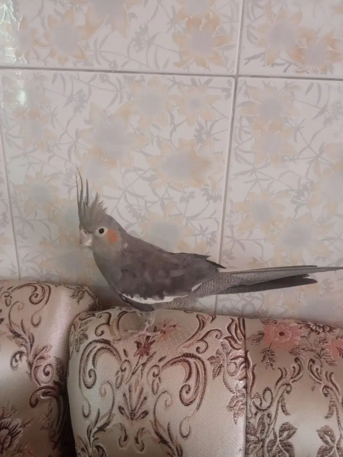 فروش عروس هلندی|پرنده|قزوین, |دیوار