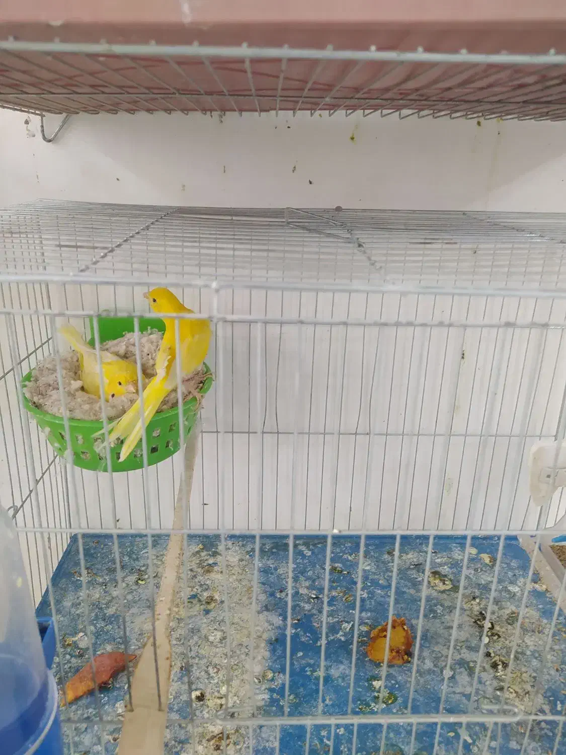 قناری رسمی بلند|پرنده|فولادشهر, مسکن مهر فولادشهر|دیوار