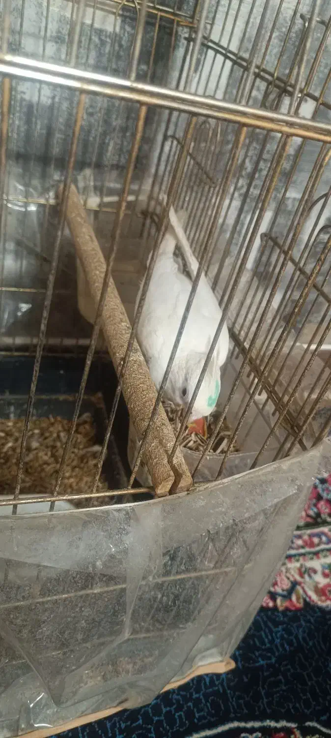 عروس هلندی سخنگو|پرنده|کرمان, |دیوار