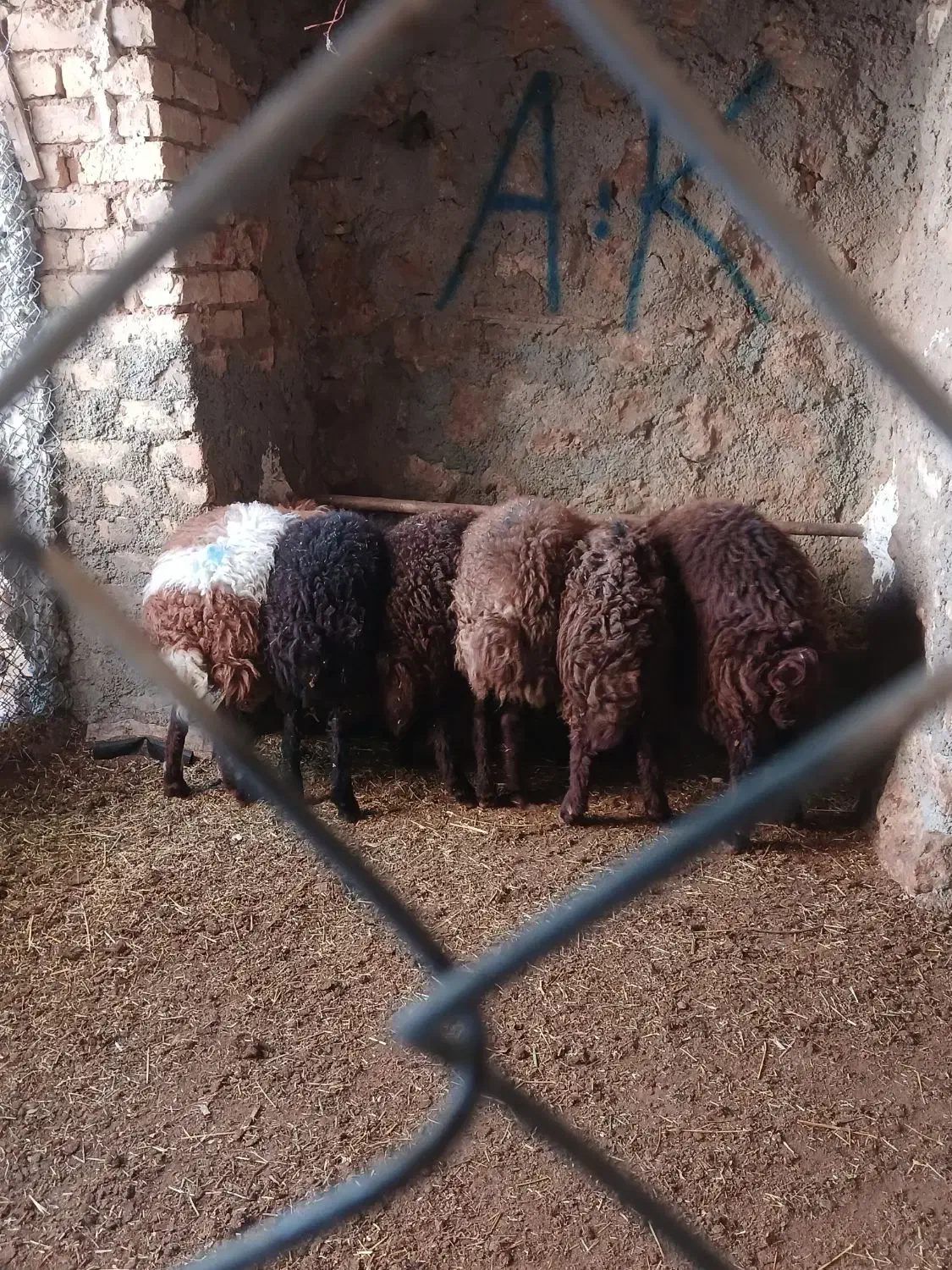 فروش بره|حیوانات مزرعه|زنده رود, |دیوار