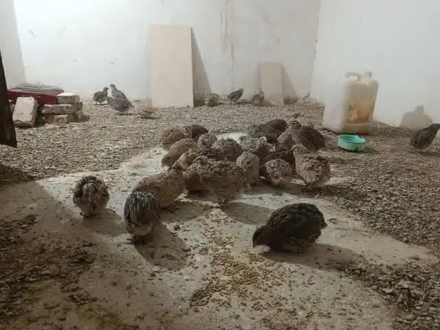 سی چهل عدد بلدرچین تازه به تخم اومدهسی|حیوانات مزرعه|بیرجند, |دیوار