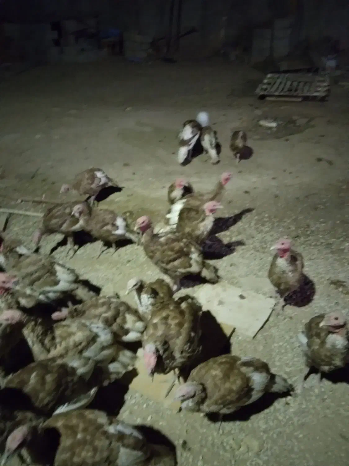 بوقلمو|حیوانات مزرعه|مسجد سلیمان, |دیوار