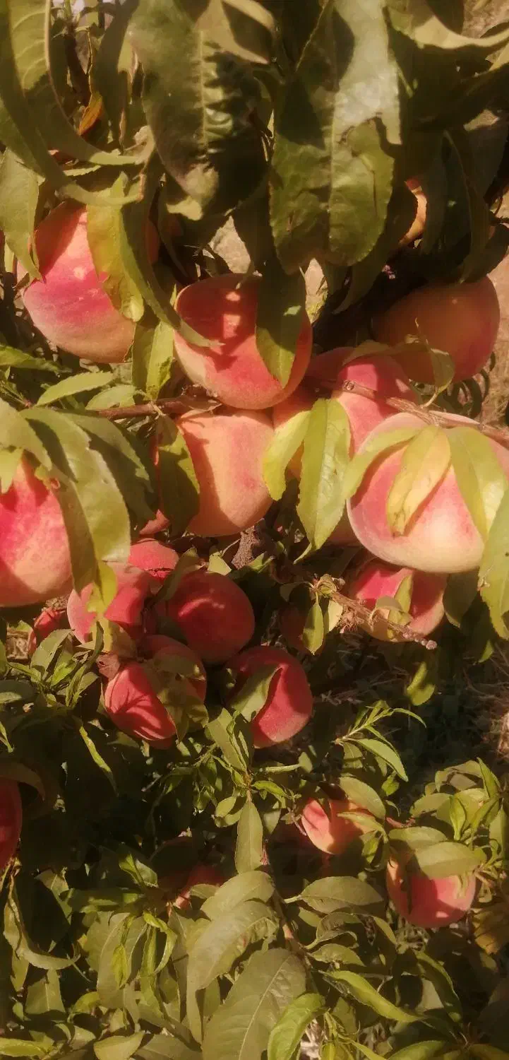 باغ فروشی|فروش زمین و ملک کلنگی|نیشابور, مازول|دیوار