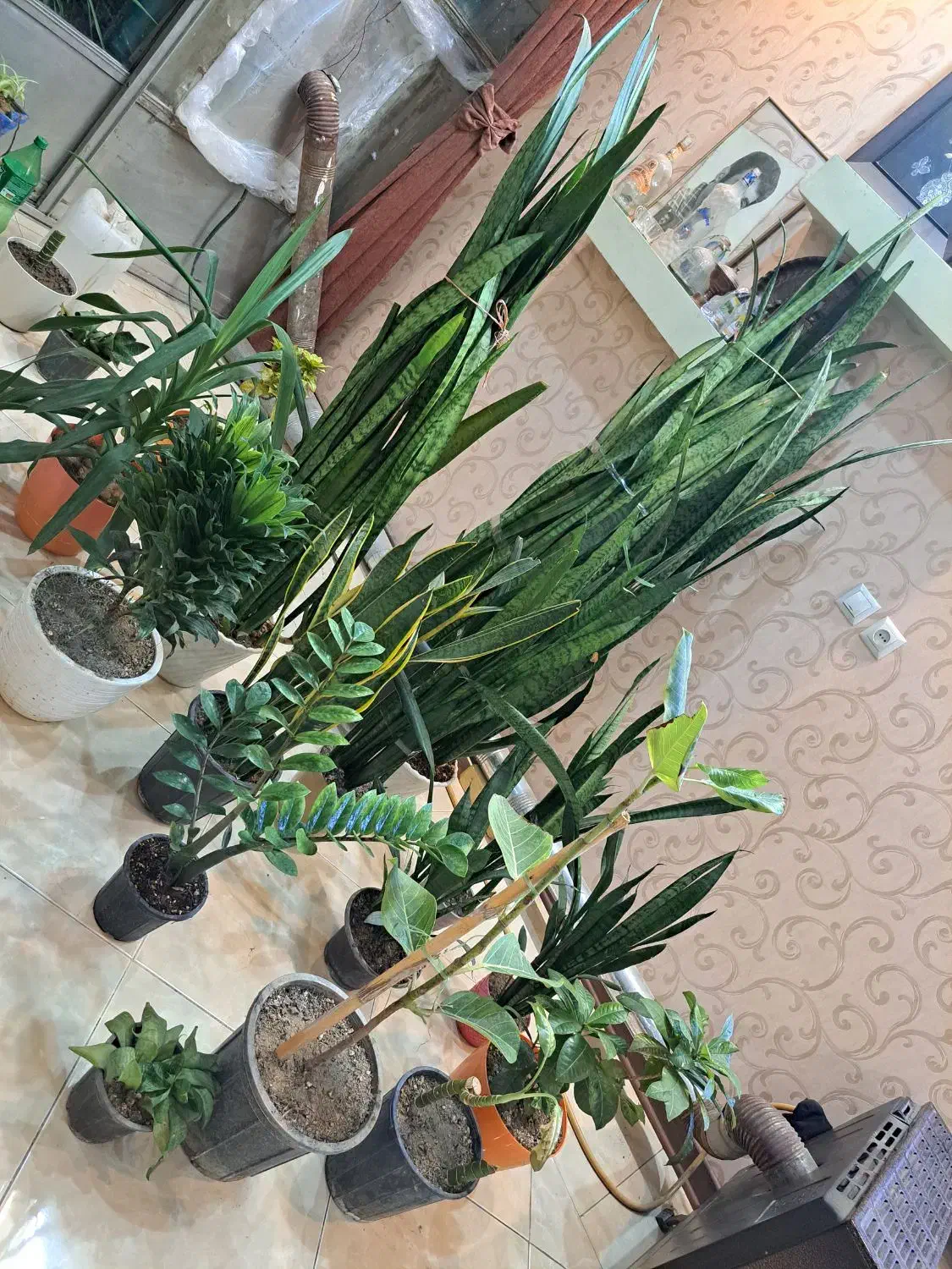 گل سانسوریا وزامفولیا وآناناسی ویوکا|گل و گیاه طبیعی|اصفهان, شمس آباد|دیوار