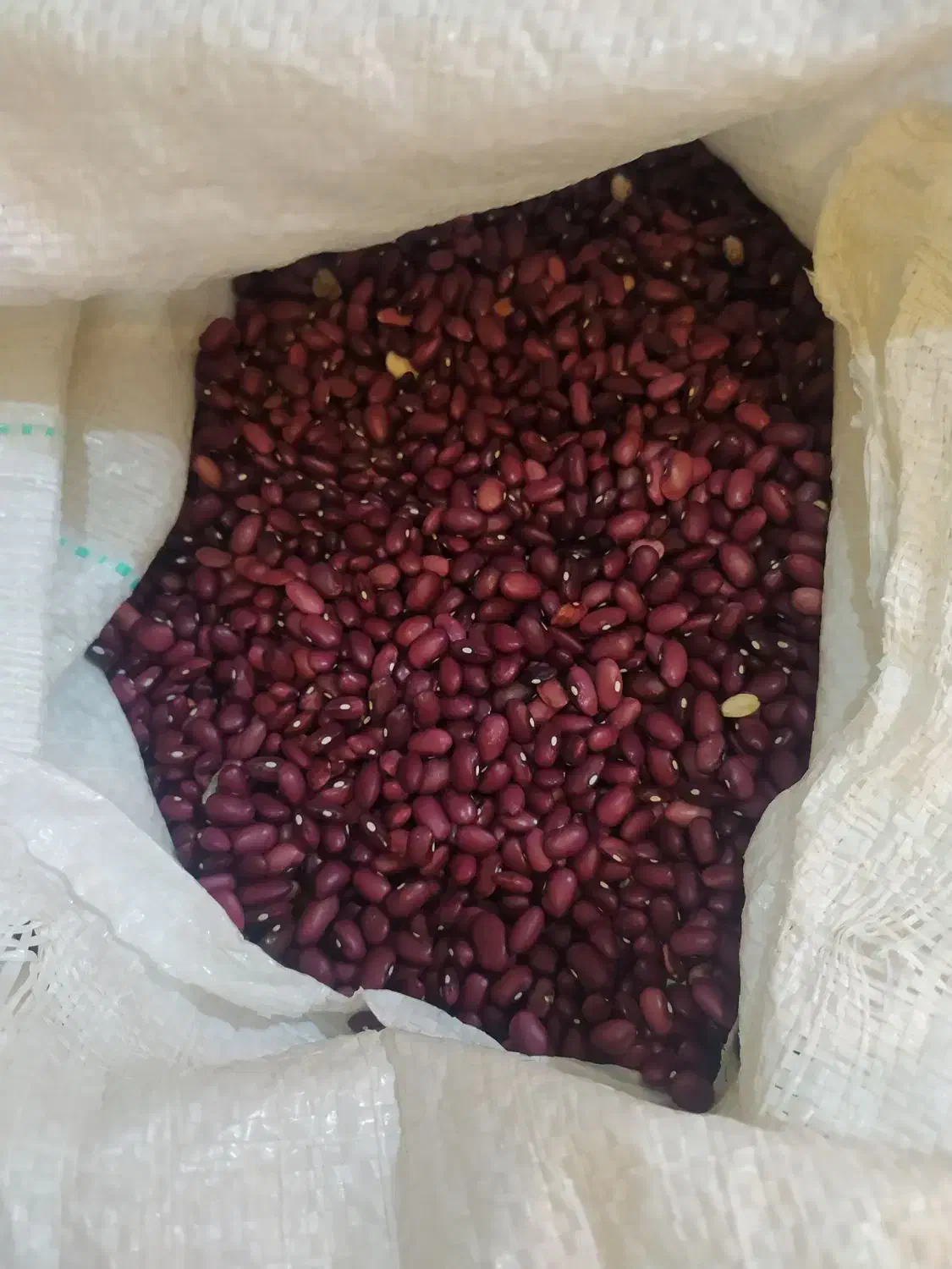 فروش لوبیا قرمز|عمدهفروشی|بروجن, |دیوار