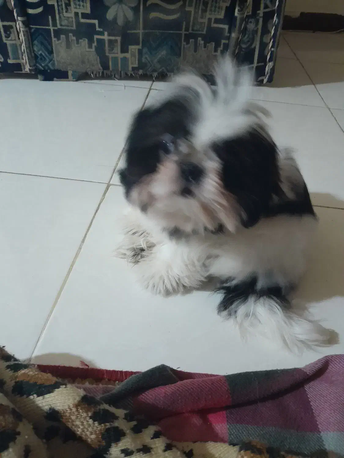 واگذاری سگ . میکس پیکینیز امپریال و شیتسو کراس|سگ|ساری, |دیوار