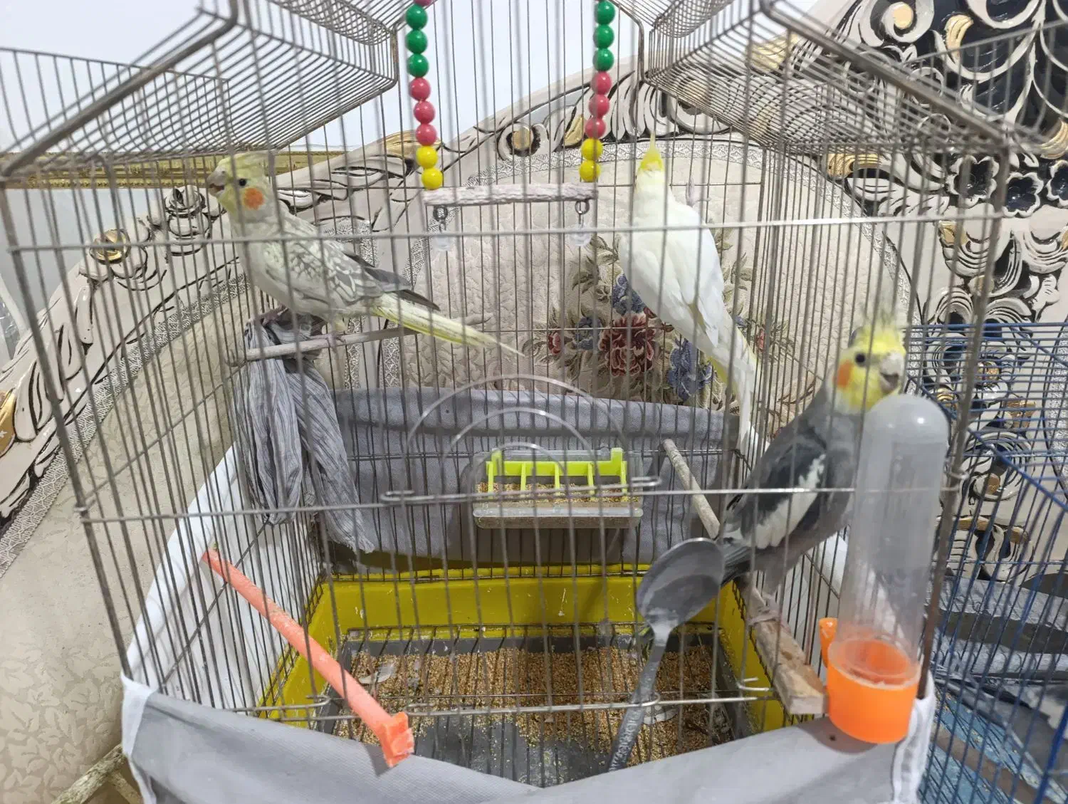 عروس هلندی|پرنده|ملکآباد, |دیوار