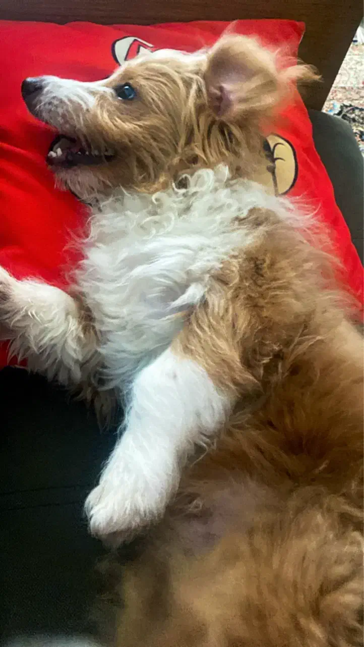 سگ نر ۶ماهه نژاد میکس اشپیتز و شیتزو|سگ|کرج, مهرویلا جنوبی|دیوار