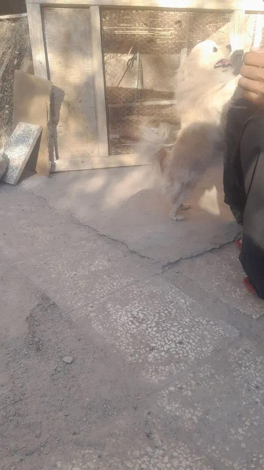 سگ بامراروباهی|سگ|زاهدان, |دیوار