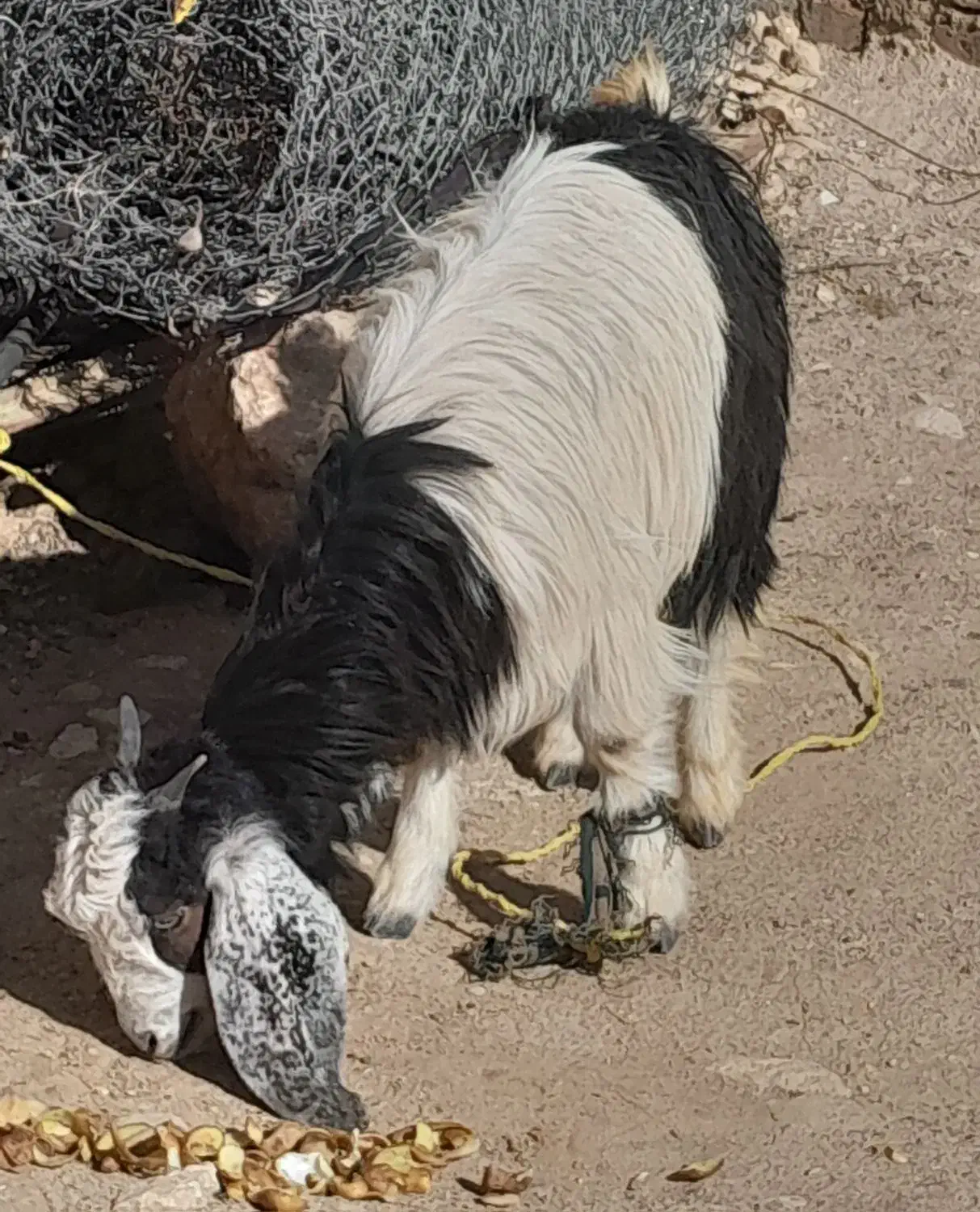 بز جوان|حیوانات مزرعه|چگنی, |دیوار