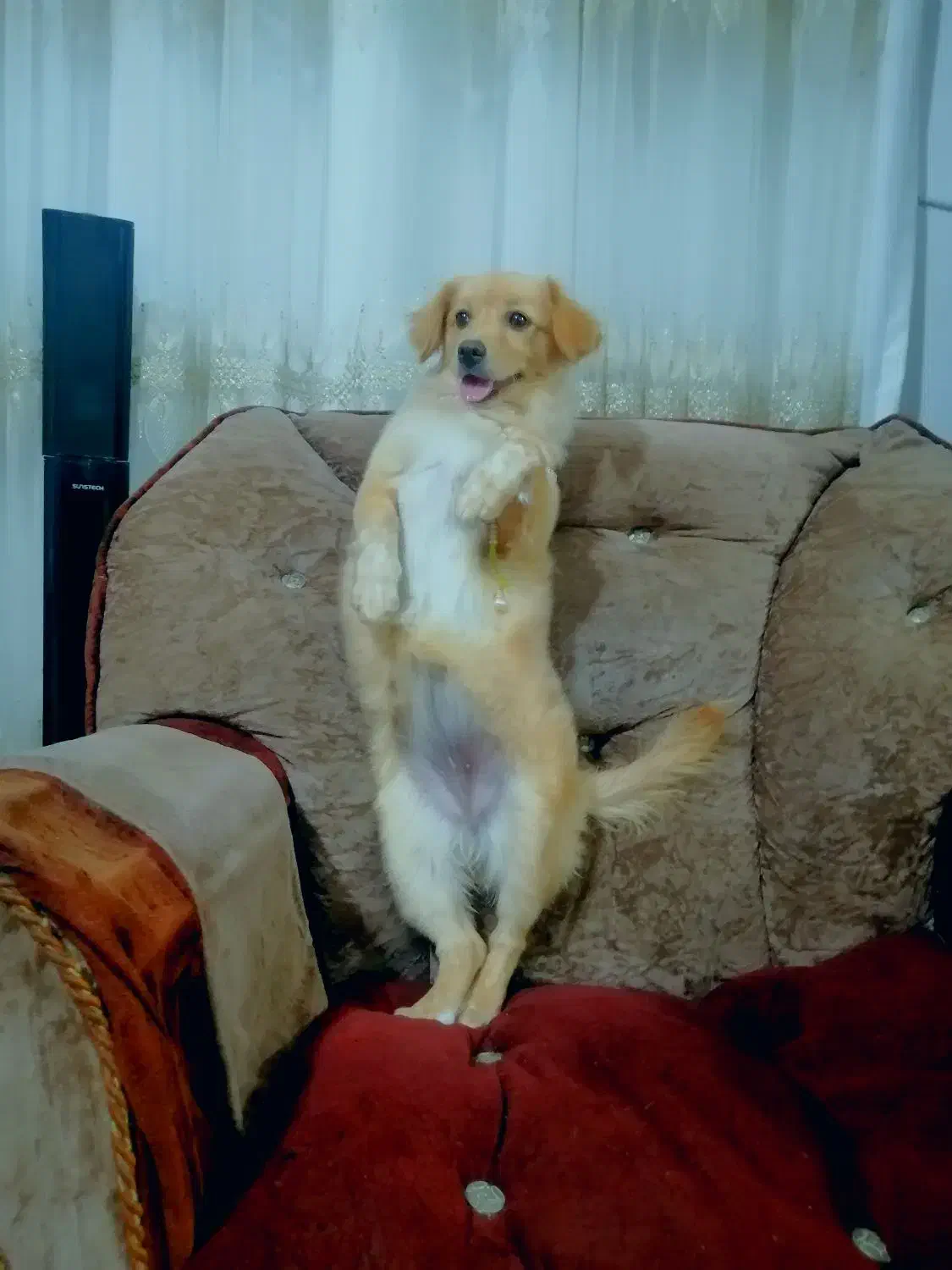 سگ پاکوتاه|سگ|درمیان, |دیوار