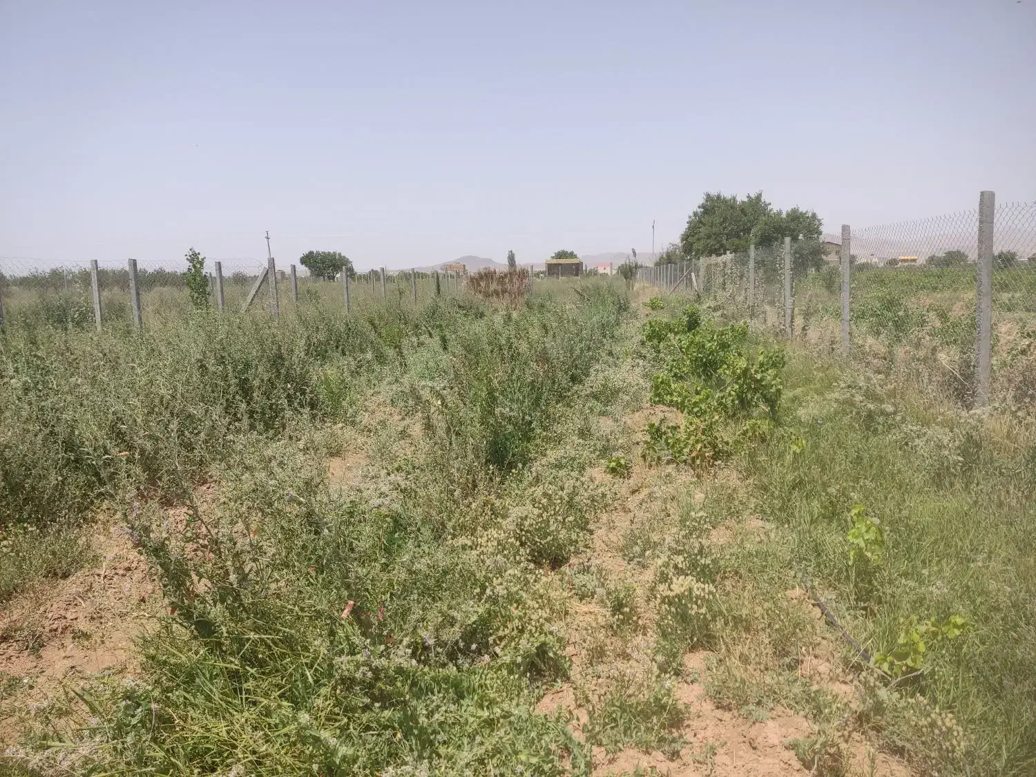 باغ 1000متری سند دار با سهمیه آب|فروش زمین و ملک کلنگی|دشتابی, |دیوار