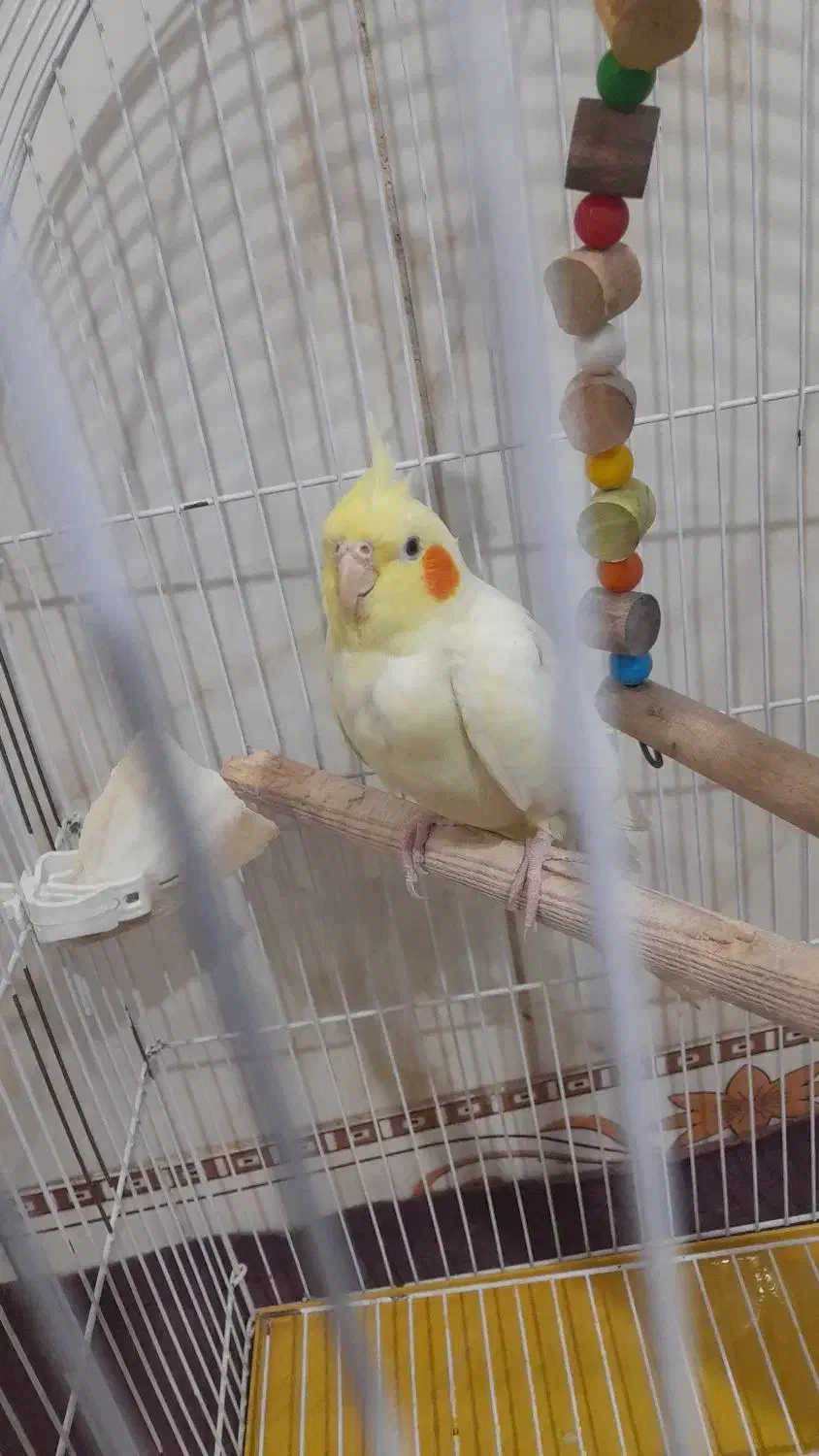 طوطی عروس زعفرانی|پرنده|همدان, |دیوار