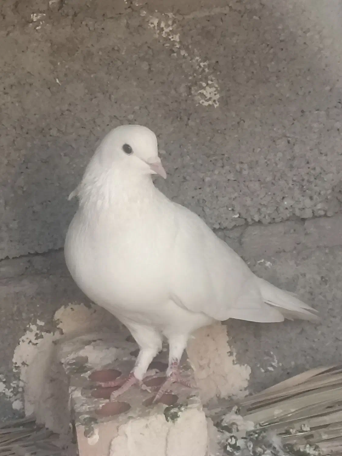 نر سفید. پاک بدون یک زره خطا|پرنده|کهنوج, |دیوار