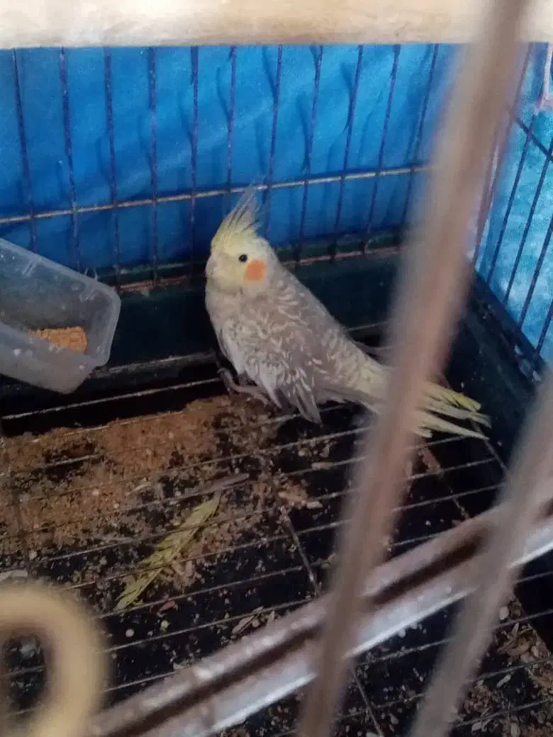 عروس هلندی|پرنده|مرودشت, مجد آباد|دیوار