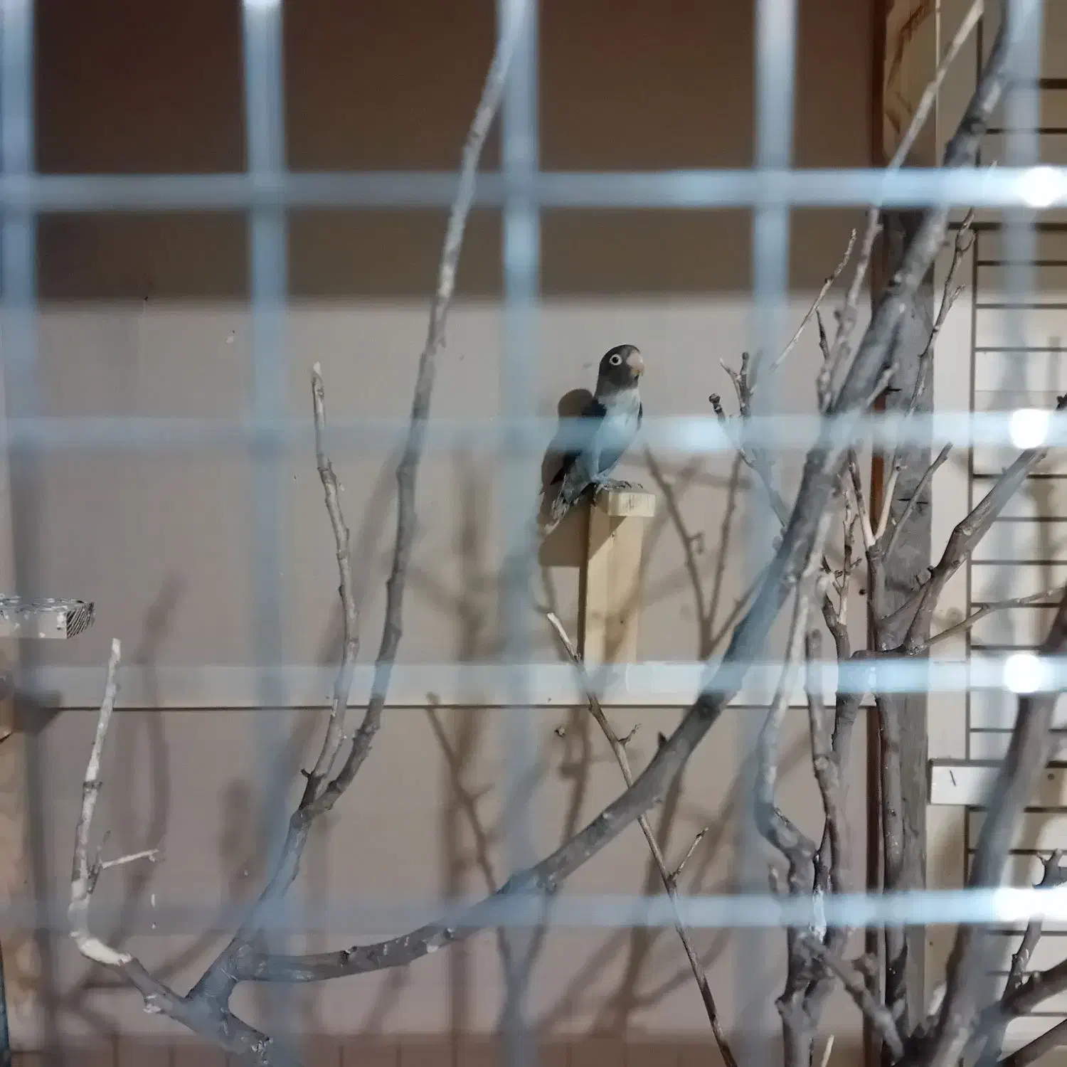 فروش کوتوله|پرنده|مهر, |دیوار