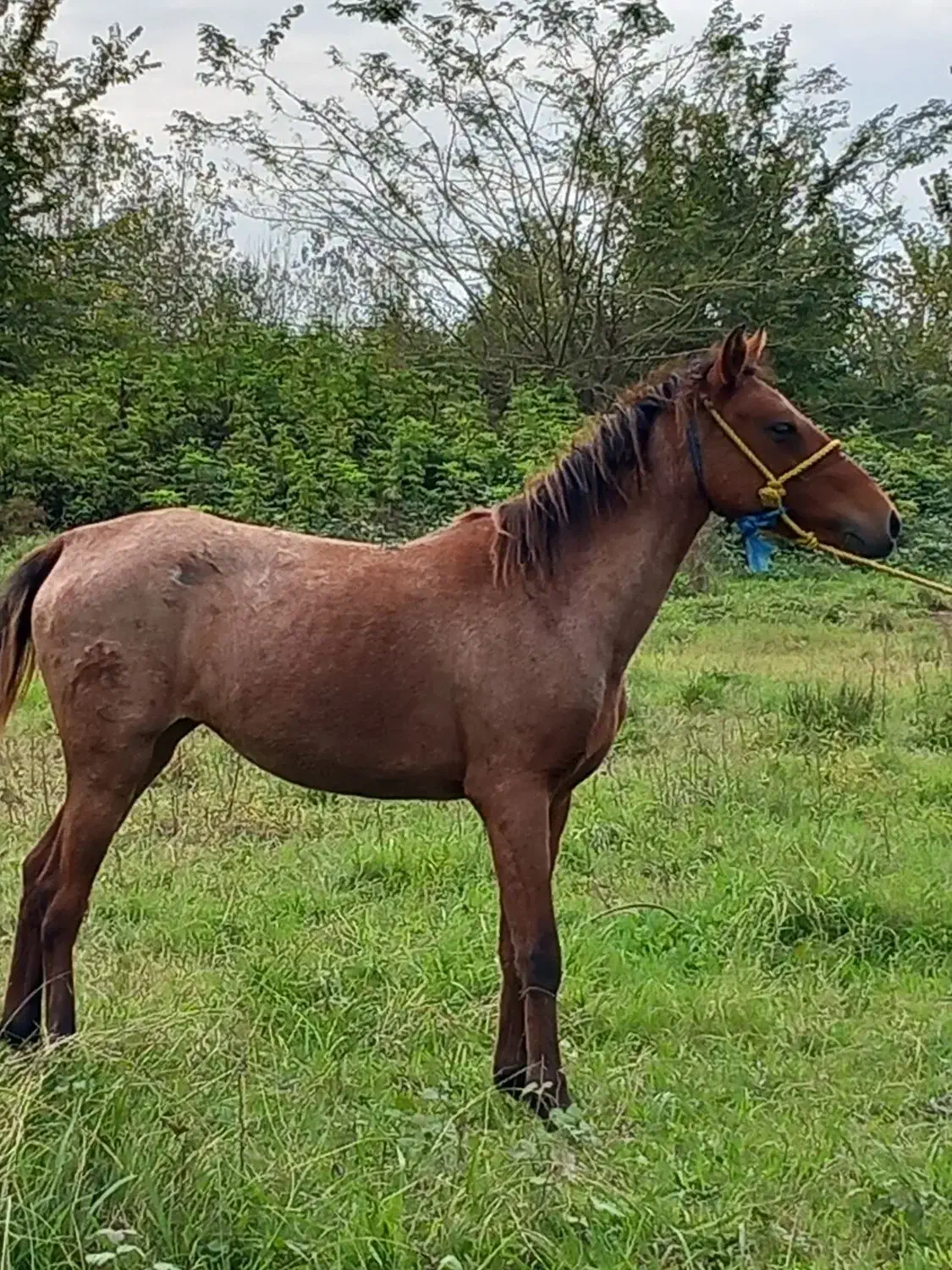 اسب مادیان|اسب و تجهیزات اسبسواری|پیربازار, |دیوار