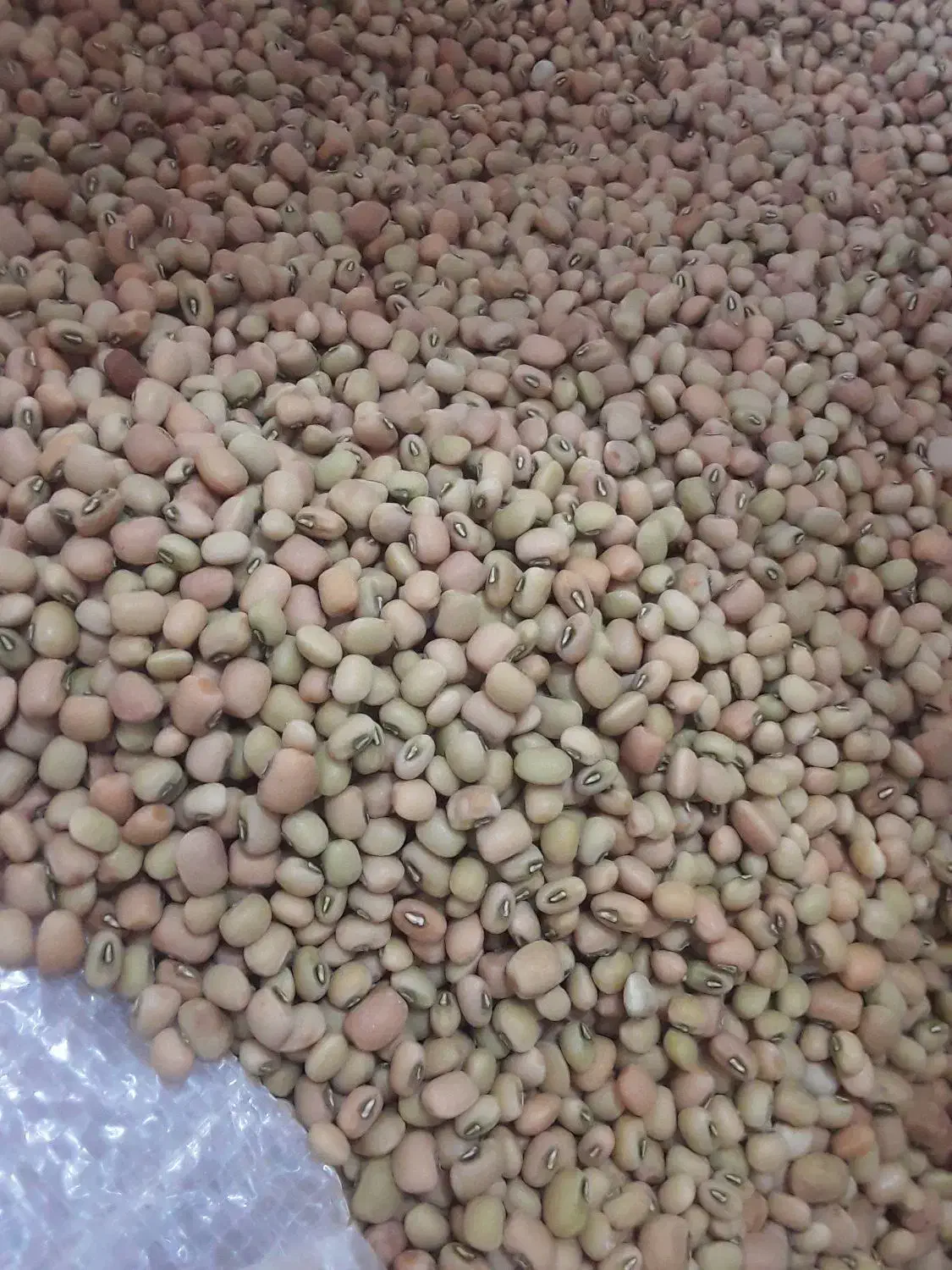 خوردنی و آشامیدنی|خوردنی و آشامیدنی|دره شهر, |دیوار