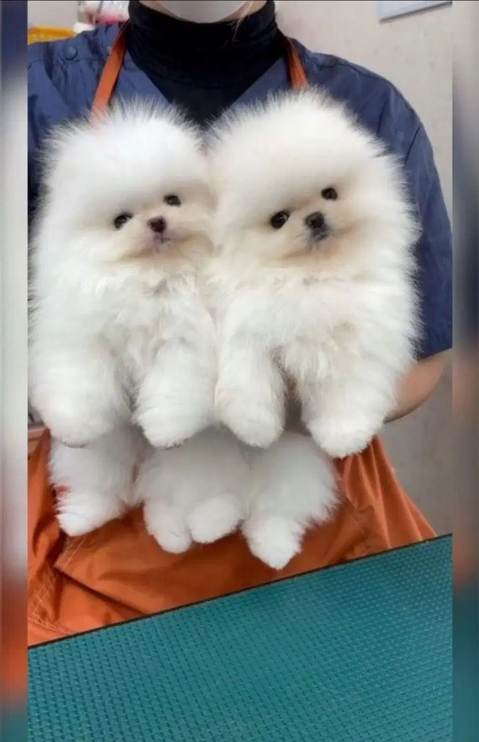 پوم سگ پامر خرسی.پامرانین عروسکی گرید A|سگ|شیراز, فرهنگ شهر|دیوار