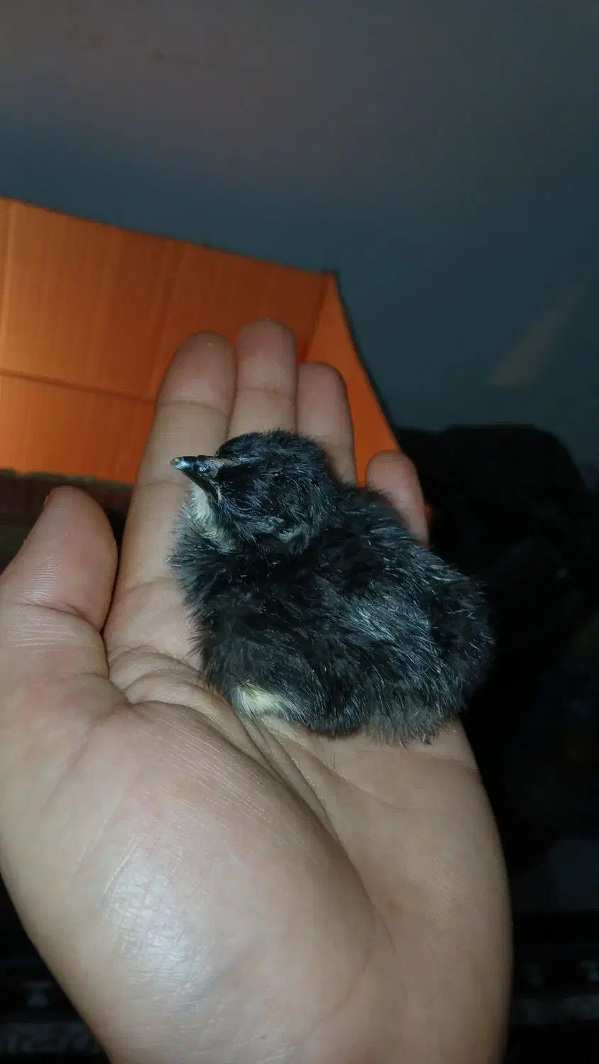 جوجه  یک روزه|حیوانات مزرعه|شیروان (خراسان), |دیوار