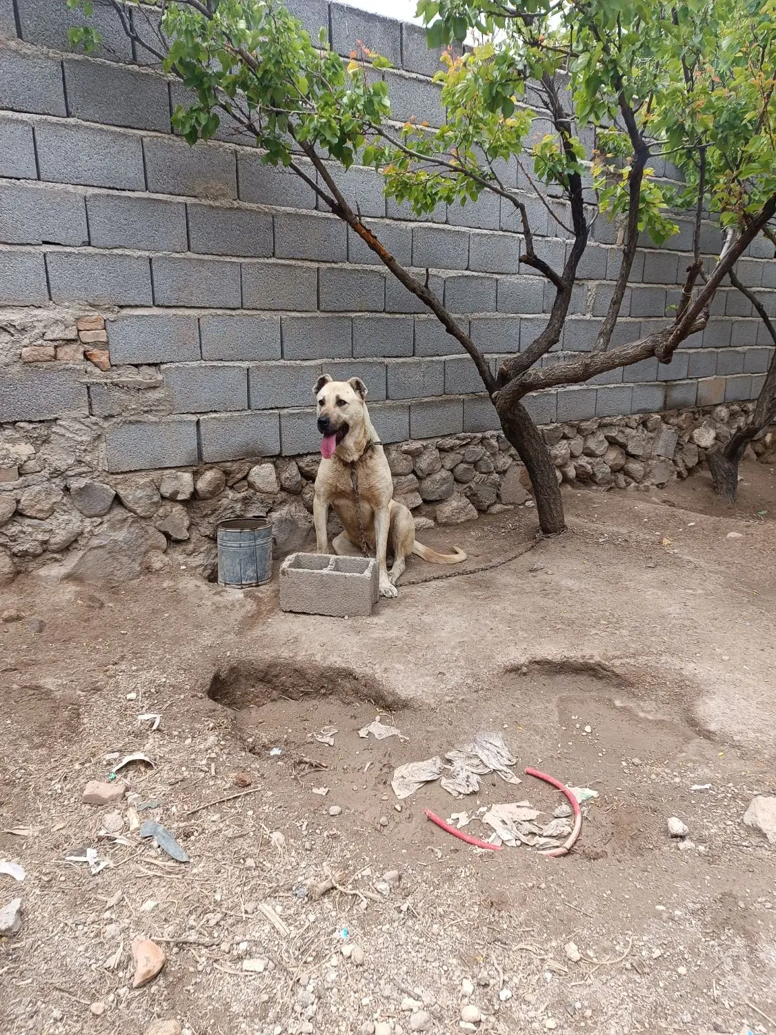 سگ سراب|سگ|اسکو, |دیوار