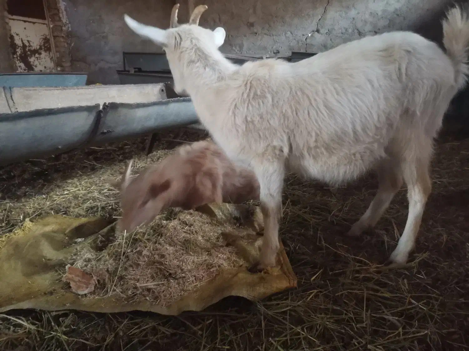 بزسانن نر و ماده جوان|حیوانات مزرعه|قلعه نو, |دیوار