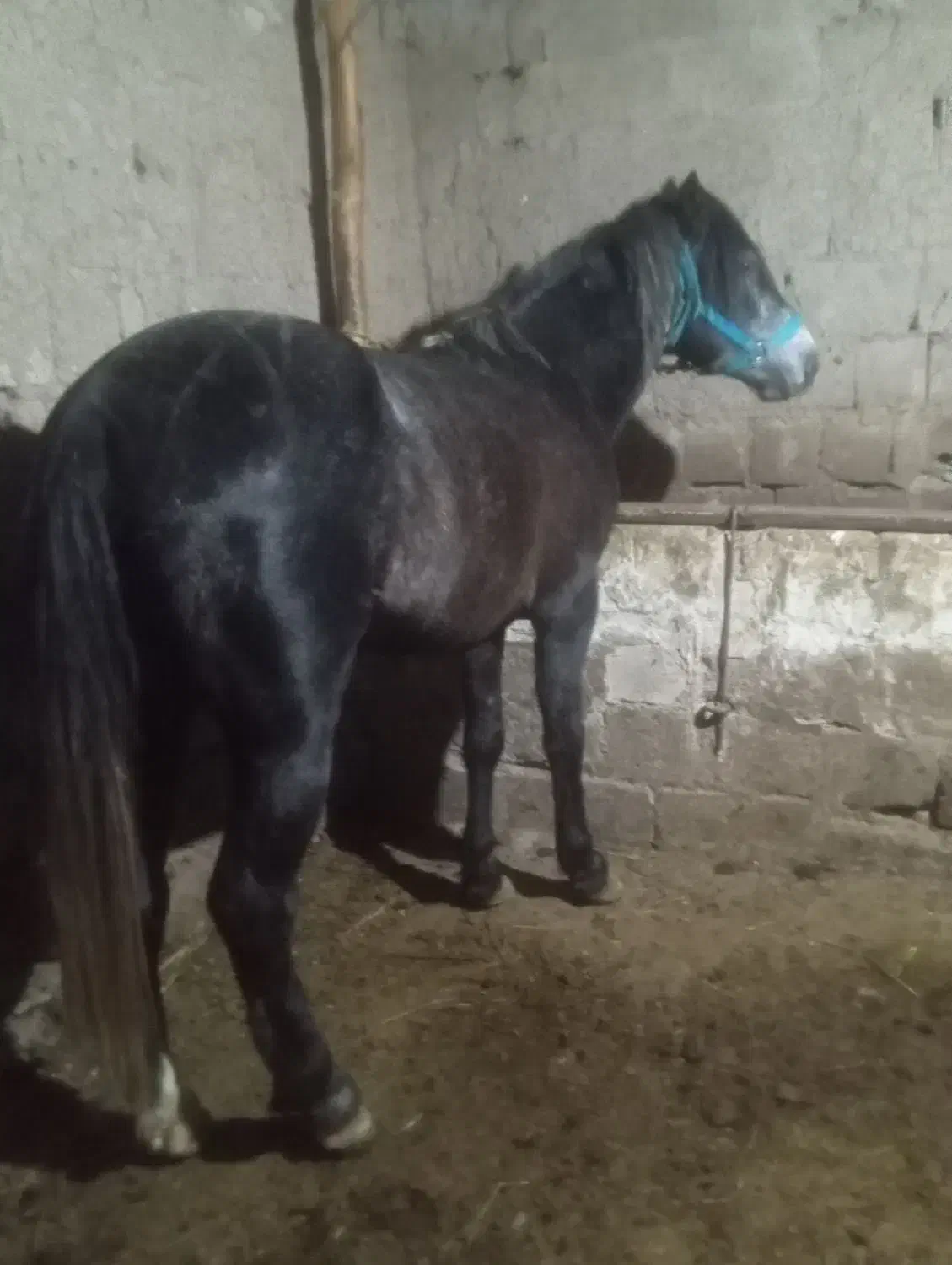 فروش اسب نریان 4سال|اسب و تجهیزات اسب‌سواری|سیلوانه, |دیوار