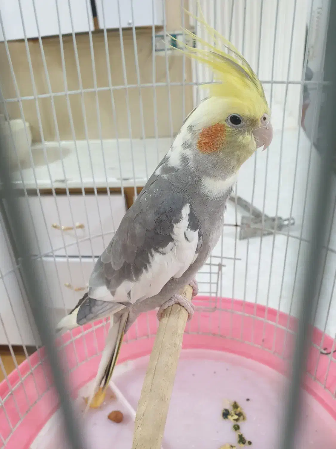 عروس هلندی دستی و سخنگو|پرنده|فردوس (خراسان), |دیوار