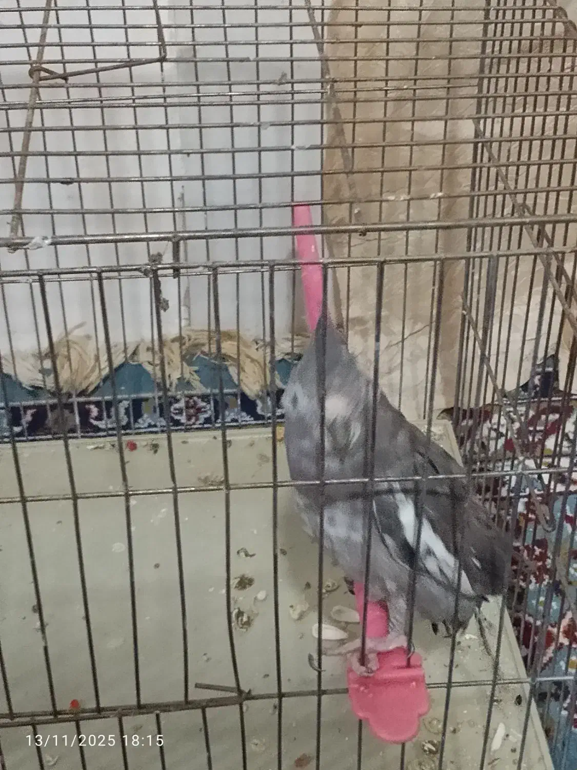 فنج وعروس لوتینو وعروس هلندی|پرنده|تبریز, |دیوار