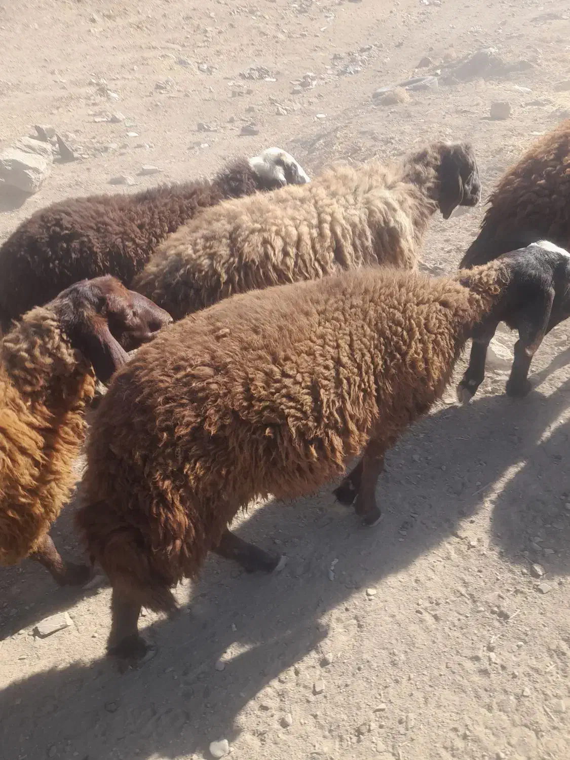 بره بهارزا|حیوانات مزرعه|الیگودرز, |دیوار