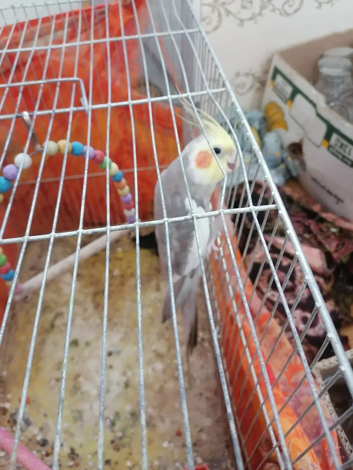 عروس هلندی  فروشی|پرنده|احمدسرگوراب, |دیوار