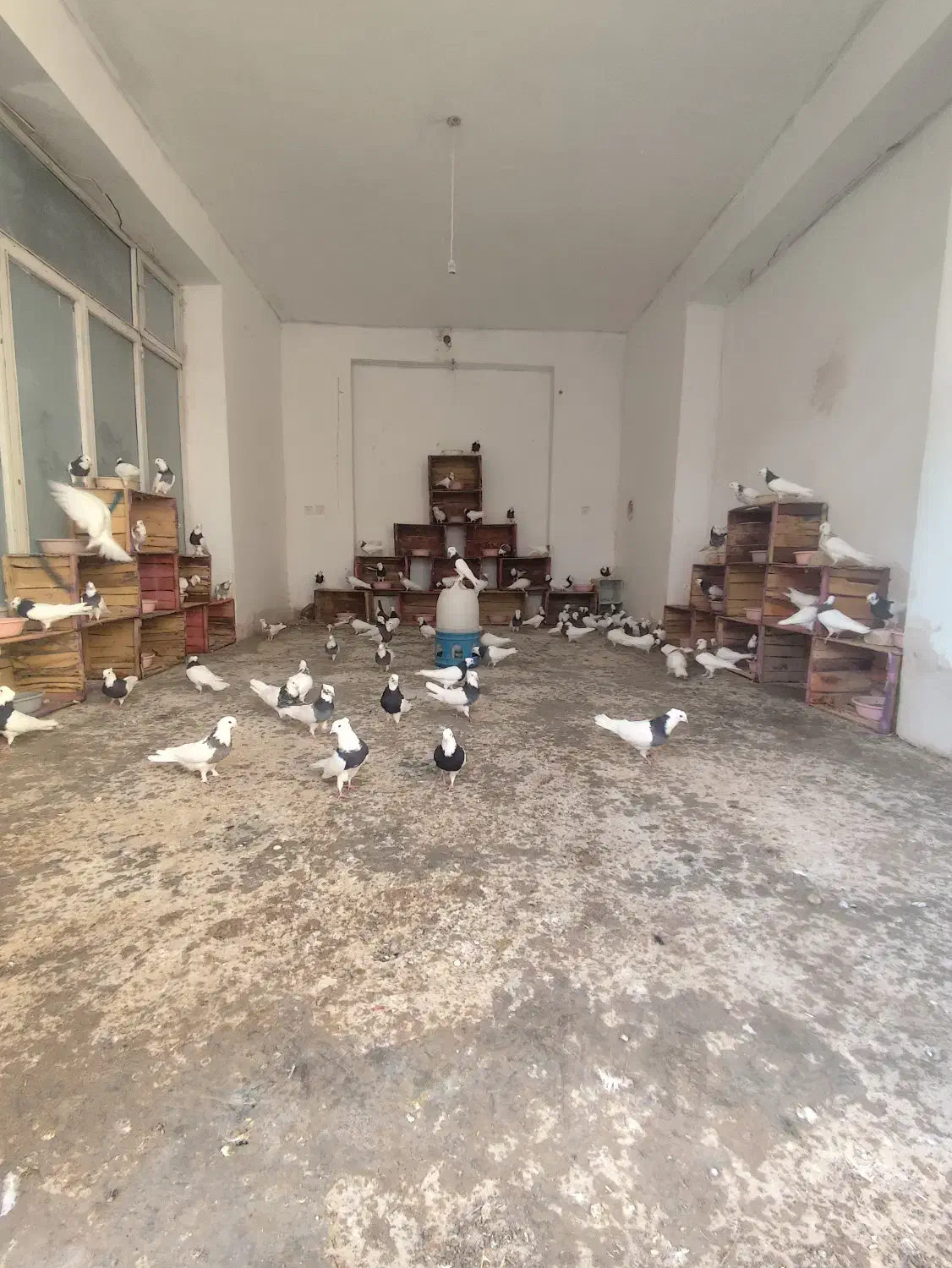 کبوتر طوقی|پرنده|اژیه, |دیوار