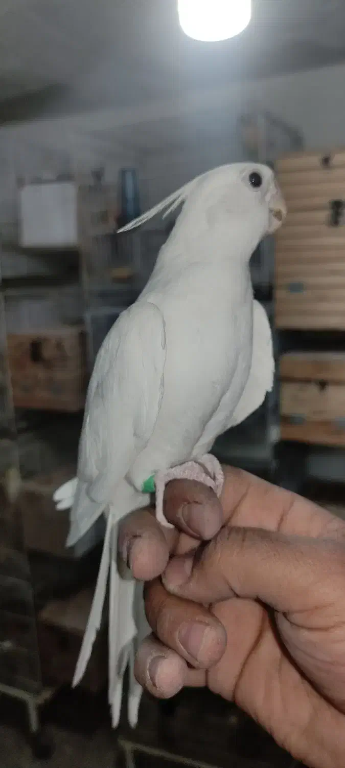 عروس هلندی نر دوکت آلبینو دستی و نر لوتینو ۱ ساله|پرنده|لار, |دیوار