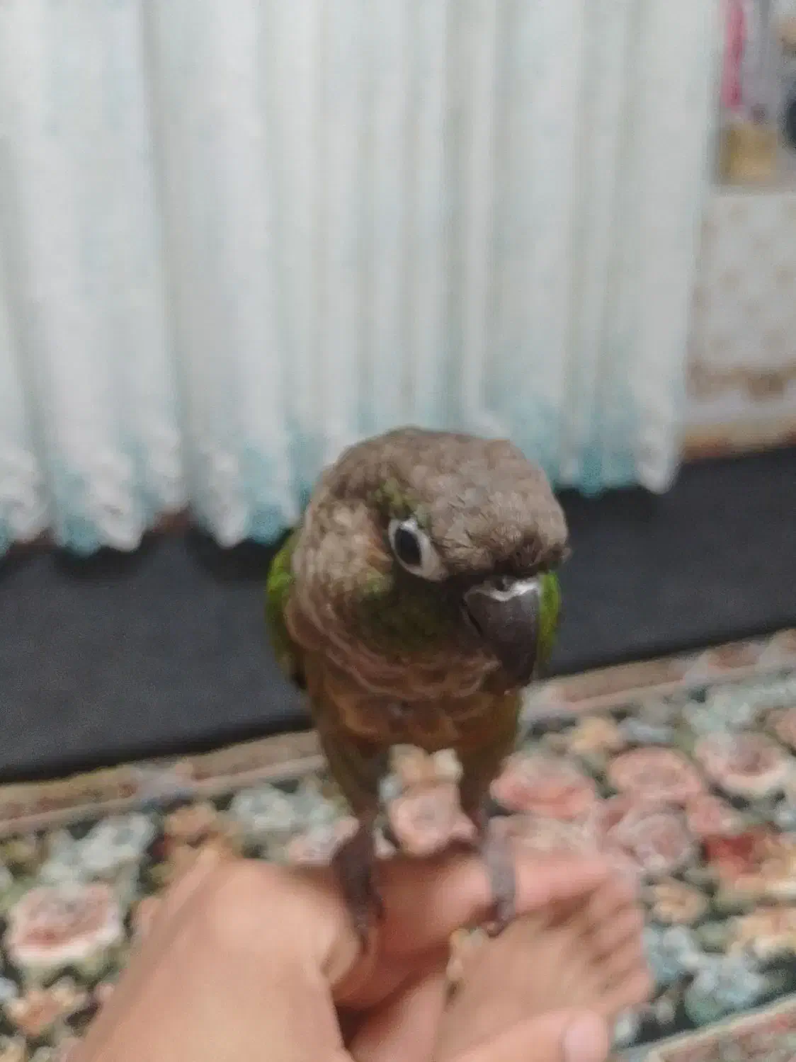 طوطی|پرنده|سنگدوین, |دیوار