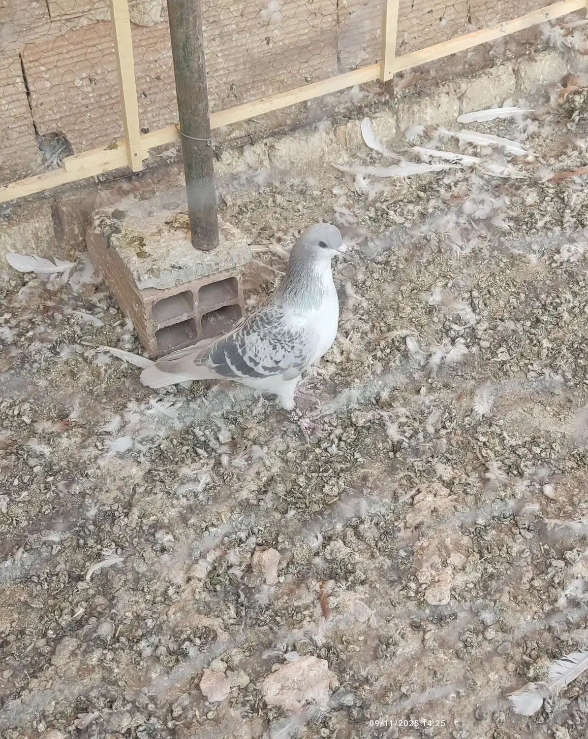 سه عدد گرفتنی . هر سه نر|پرنده|سبزوار, شهرک اندیشه|دیوار